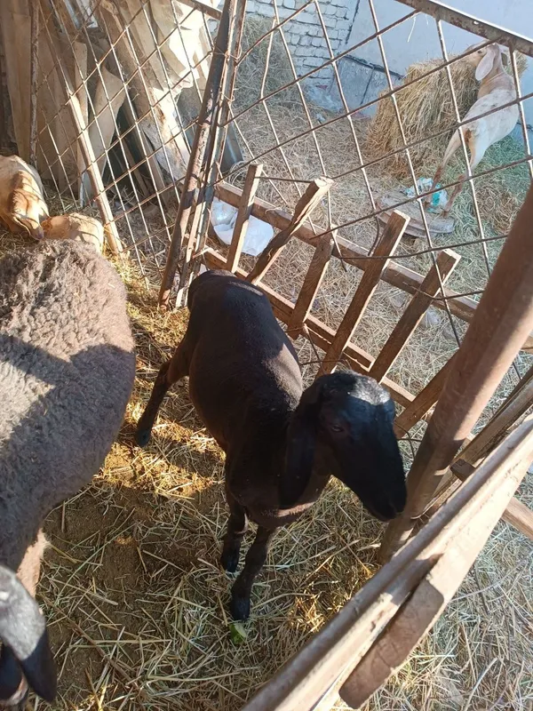 Xisori zotli qo'chqorchalar.Egizak tug'ilgan 4