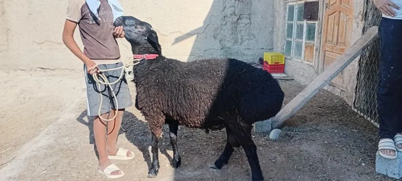 Katta qoʻchqor sotiladi 2tish 2 Katta qoʻchqor sotiladi 2tish 2