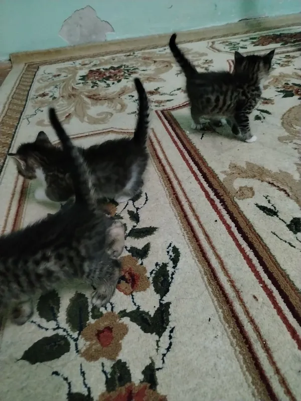 Отдам даром котенки
