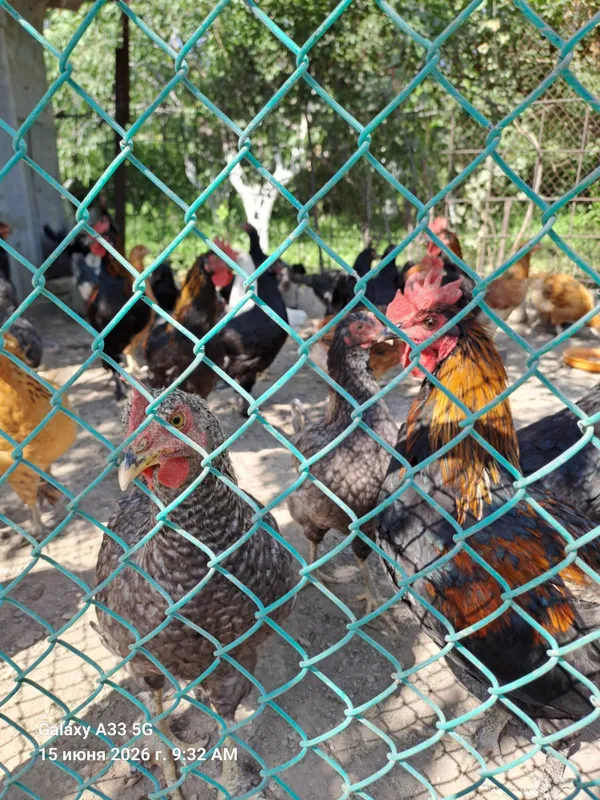 Продаются домашние цыплята 2 Продаются домашние цыплята 2