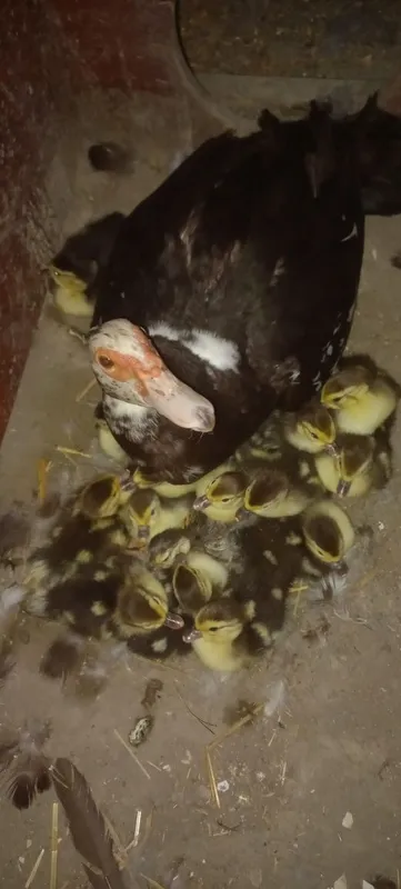 Indautka oilasi sotuvda 3 Indautka oilasi sotuvda 3