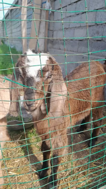 Echki bolasi erkak takacha zotdor 4 Echki bolasi erkak takacha zotdor 4