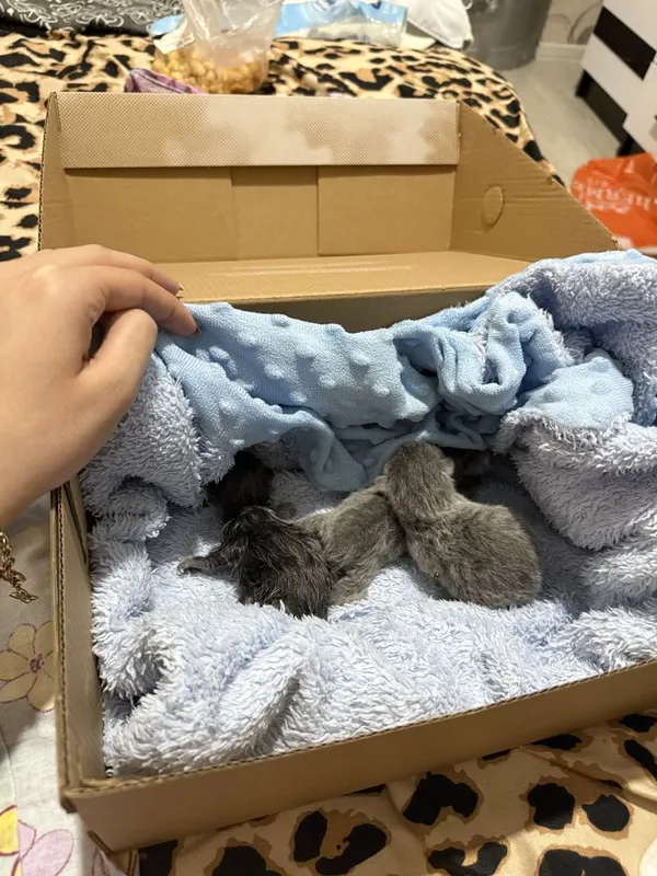Чистокровные шотландские котята — фото 3 Чистокровные шотландские котята — фото 3