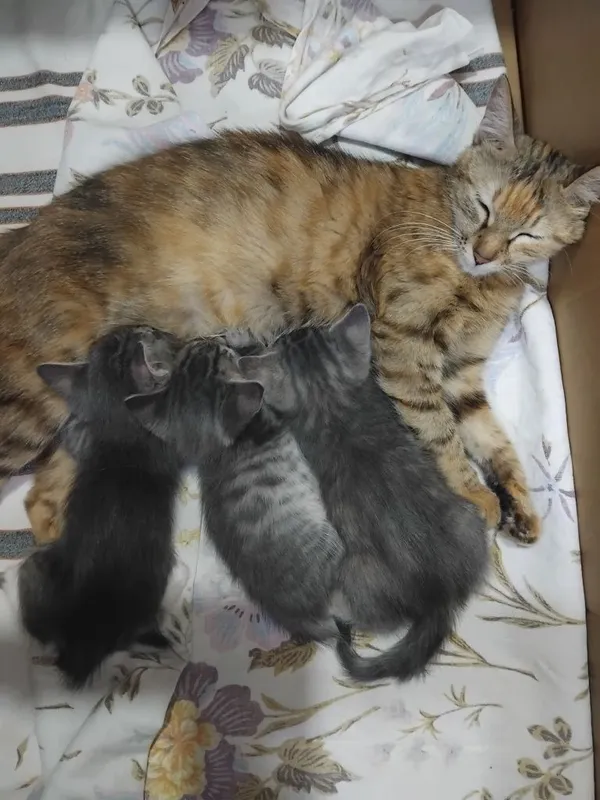 Отдам в хорошие руки котят 2