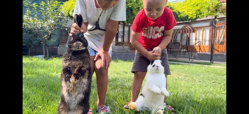 quyon sotiladi karlik baran 2 quyon sotiladi karlik baran 2