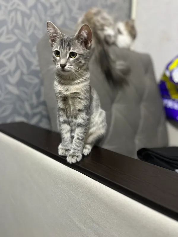 Отдам кота в добрые руки 1 Отдам кота в добрые руки 1