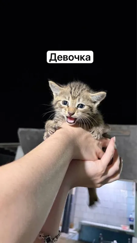 Отдаем котят в добрые руки — фото 2