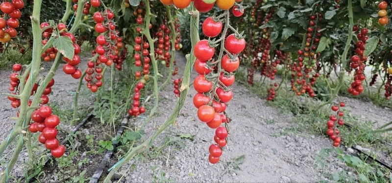 Продается помидоры черри, Помидор черри (cherry tomat) сотилади — фото 5