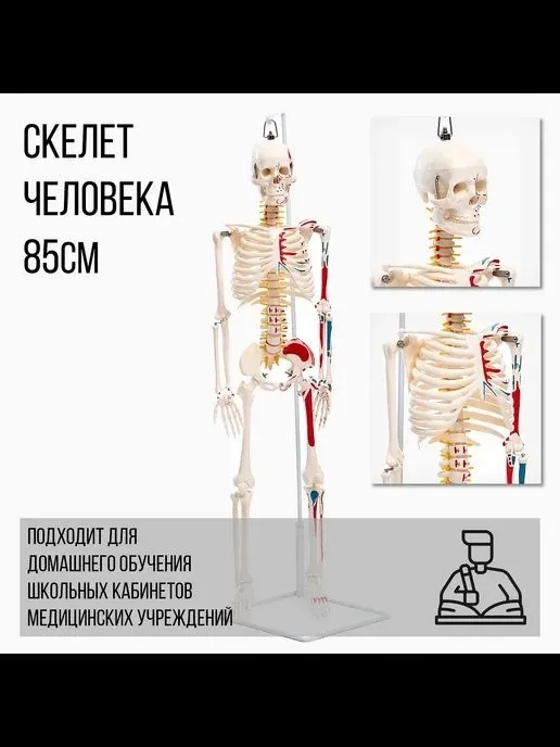 Скелет модель человека — фото 1