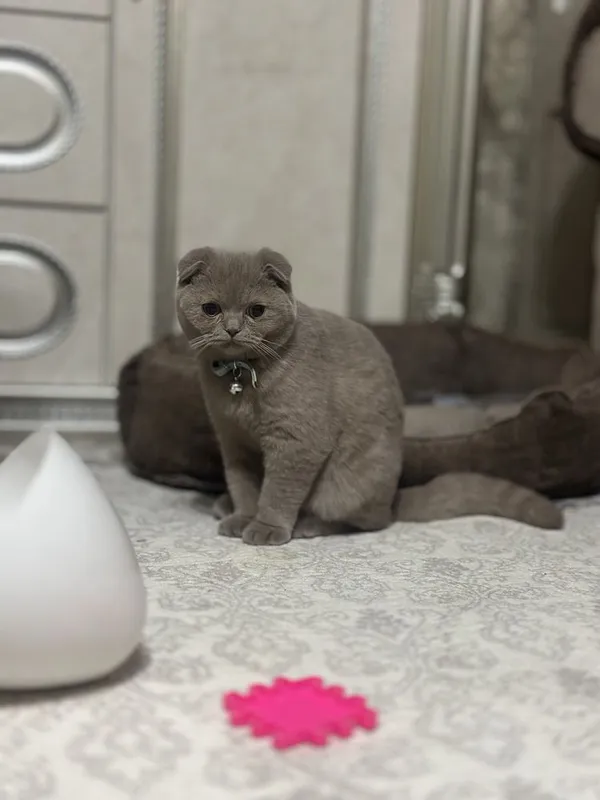 Британский скотч фолт чистокровный на продаже — фото 1