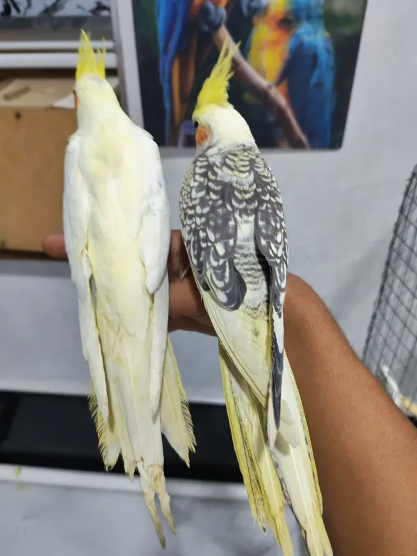 Qushlar sotiladi 5
