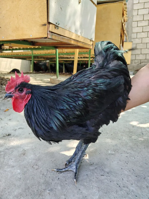 Australop xo'rozi 2 Australop xo'rozi 2