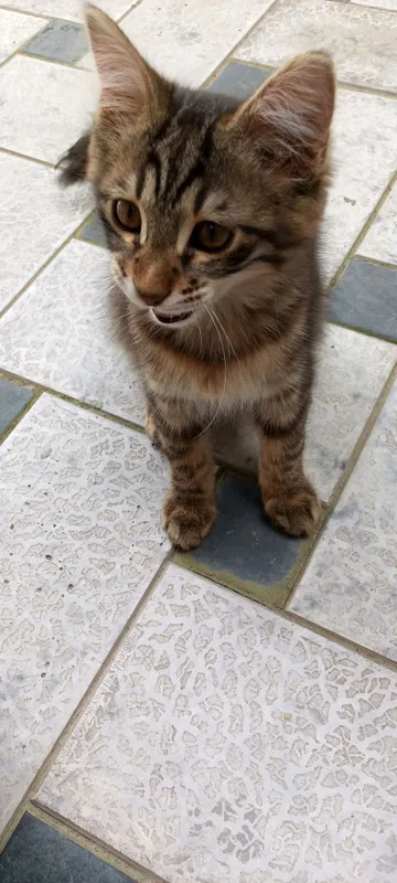 Домашний котёнок добрый игривый послушный