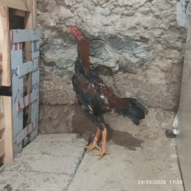 Joʻja horoz sotilad tovu par yahshi narsa arzon narxda! — фото 3