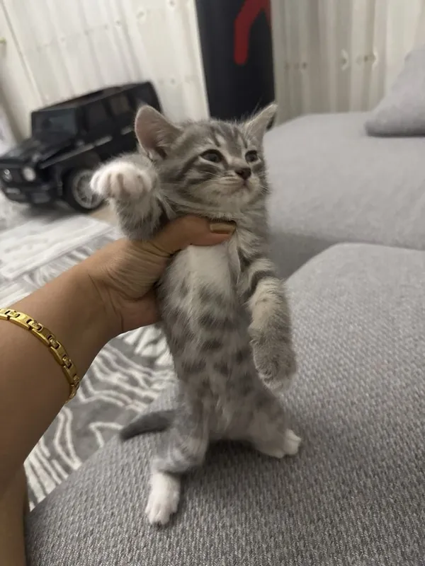 Котёник 2 месячный — фото 1