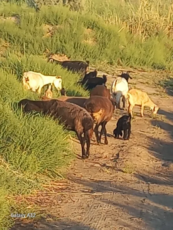 VETERINAR xizmati va profilaktikasi 1 VETERINAR xizmati va profilaktikasi 1