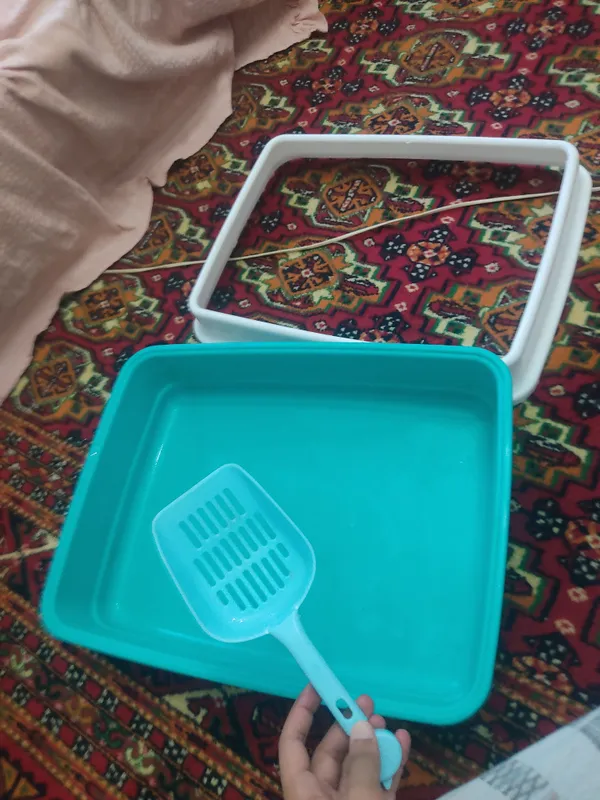mushuklar uchun lotok 1