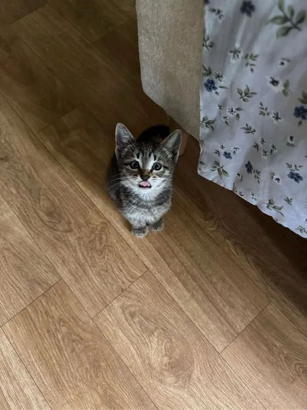 Котенок с окрасом табби
