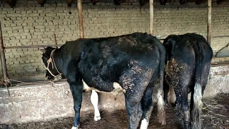 Jaydari zotli sigir va ho'kizlar — фото 1