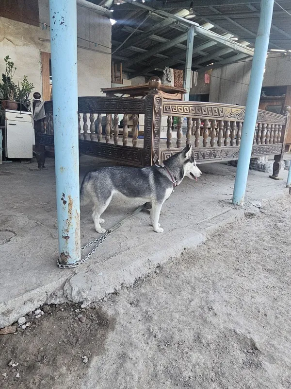 Продаётся Хаски. 2 Продаётся Хаски. 2