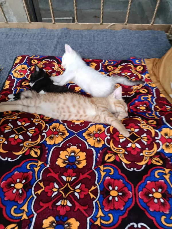 Отдам котят в хорошие руки