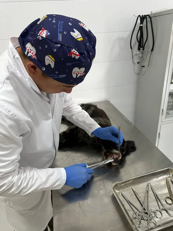 Veterinariya klinika xizmati Samarqand va Kattaqoʻrgʻon 1 Veterinariya klinika xizmati Samarqand va Kattaqoʻrgʻon 1