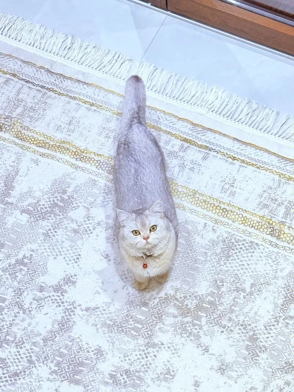 shinshilla mushuk serebresti серебрестий шиншила 2 shinshilla mushuk serebresti серебрестий шиншила 2