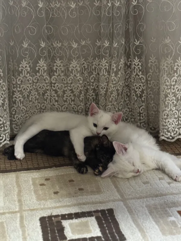 Котята в добрые руки — фото 3
