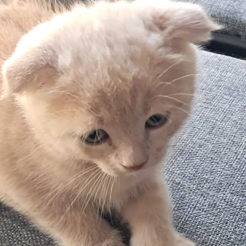 Породистые котята