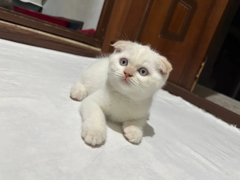 Mushuk bolasi Mushuk bolasi
