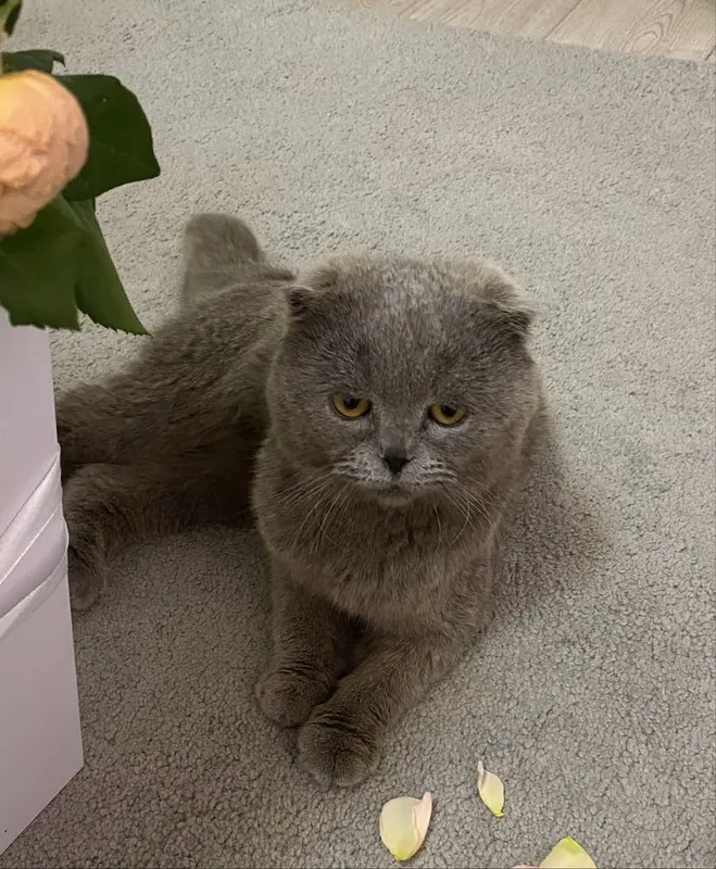 Шотландский вислоухий кот продается 2 Шотландский вислоухий кот продается 2