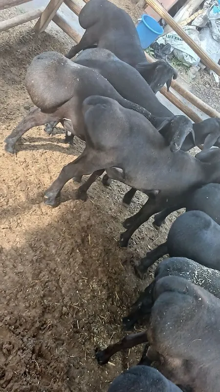Кора кучкорлар бор