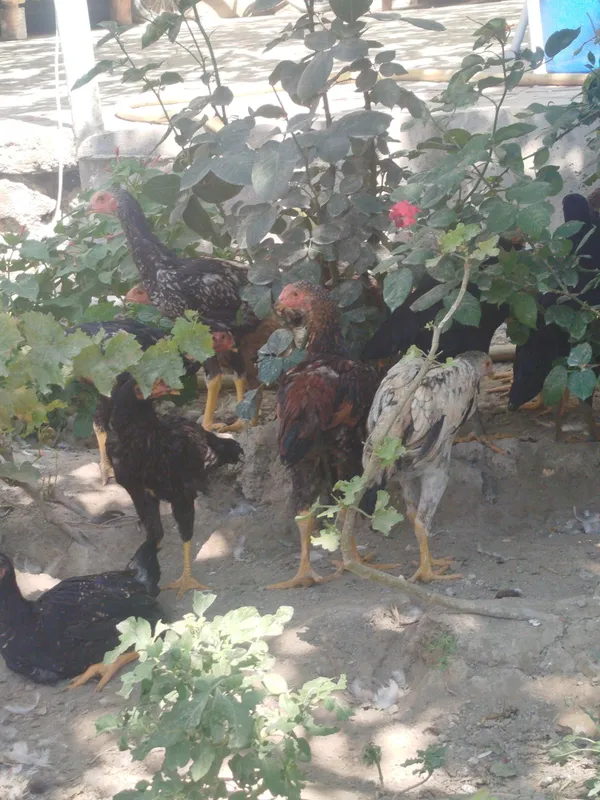Dakan zotli jo'jalar. Vaksina qilingan. Bir yarim oylik. Soni 17ta 1 Dakan zotli jo'jalar. Vaksina qilingan. Bir yarim oylik. Soni 17ta 1