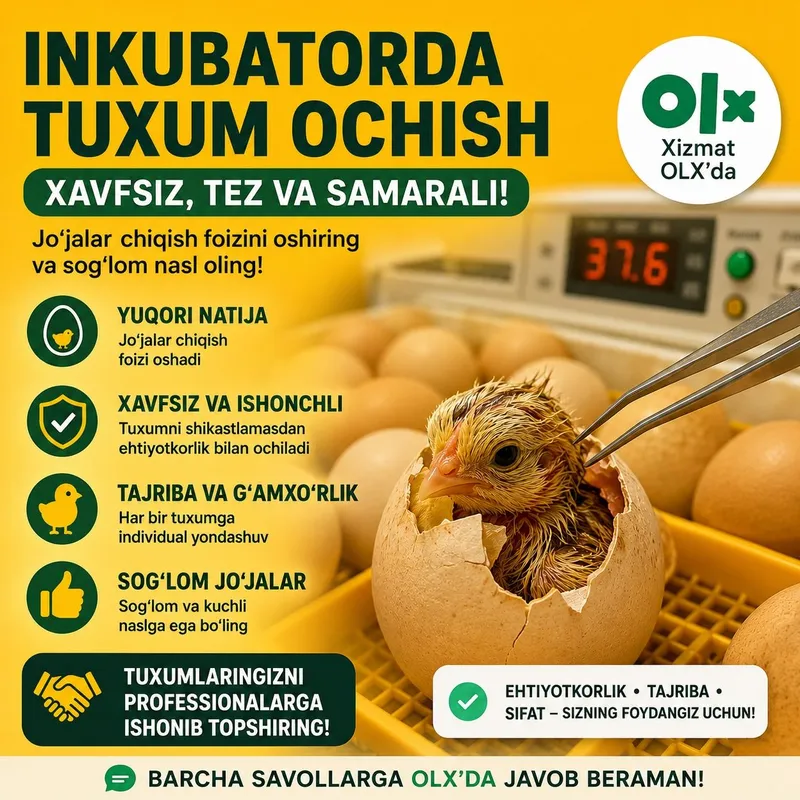 Inkubator ochtirish hizmati