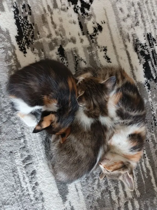 Котята, 2 месяца. Отдаются бесплатно 3