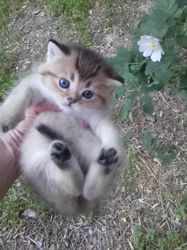 Продается котёнок — фото 1