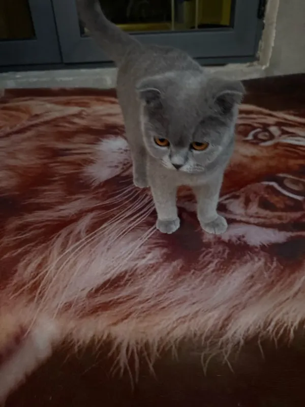 British Shorthair (Britaniskiy)mushuk sotilasi