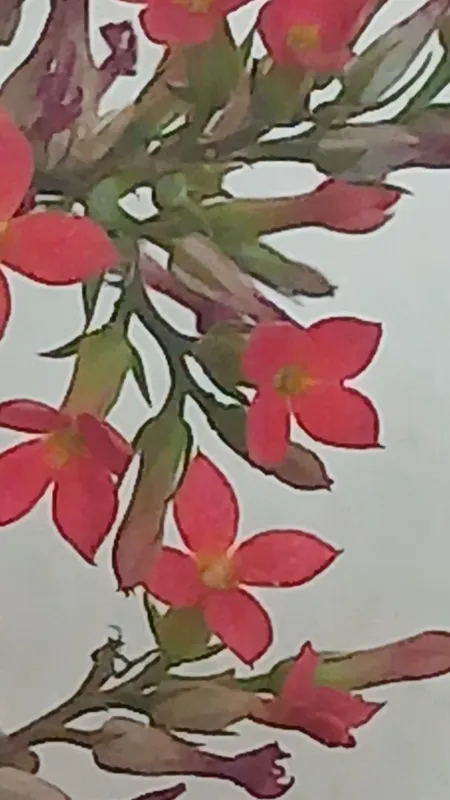 qoshiqcha guli  mayda gullible bargidan  koʻpayadi — фото 1