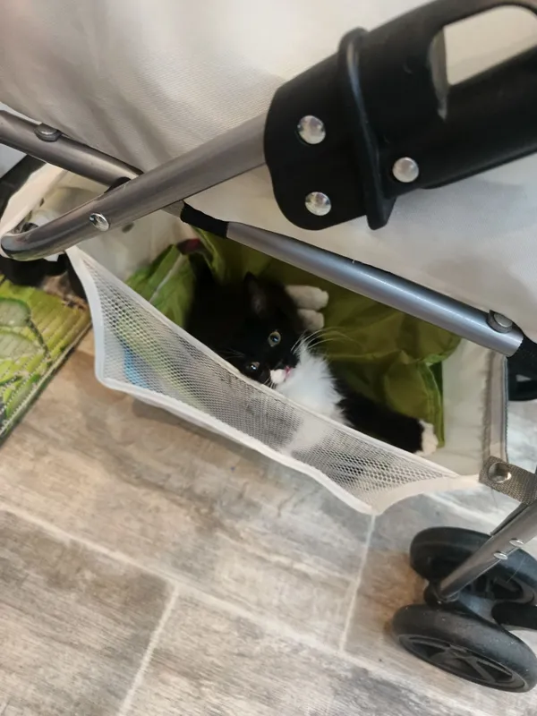 Пристраивается очень ласковая котёнок девочка 1 Пристраивается очень ласковая котёнок девочка 1