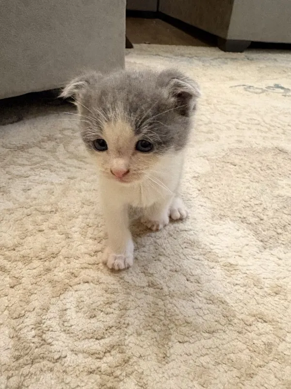 Mushuk Scottish Fold 3 Mushuk Scottish Fold 3