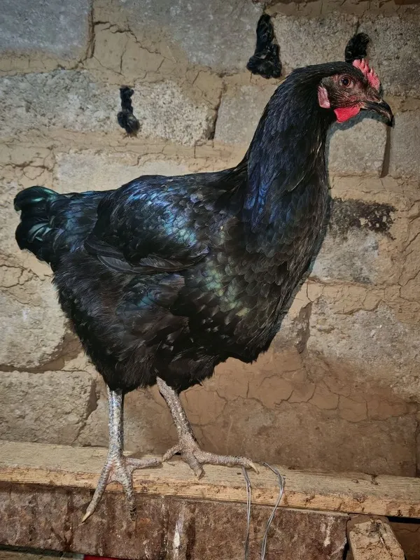 Qora shag'zoda va Astiralop ruminya zodliy tovuq Xorozlarimiz sotiladi — фото 5
