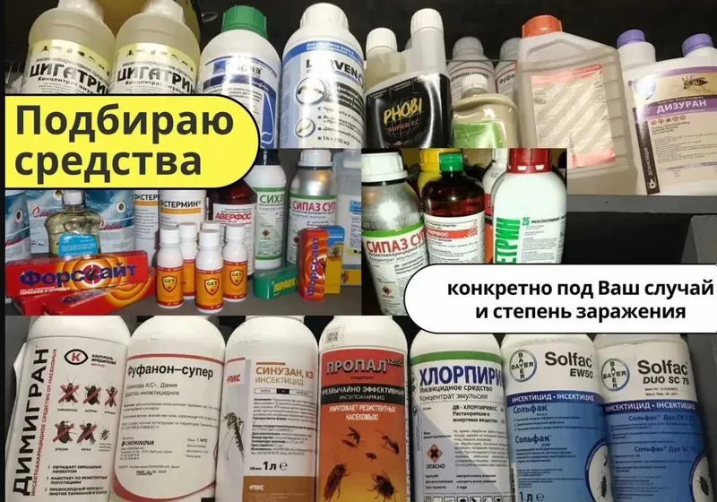 Уничтожение клопов | Дезинфекция хизмати | Клоп клапа таракан бурга — фото 1