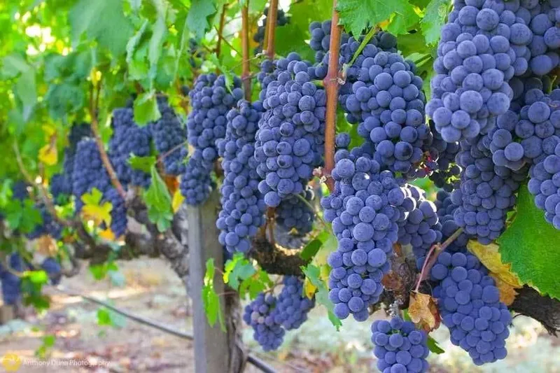 Uzum sotiladi arzon narxlarda miqdori cheklangan 2 Uzum sotiladi arzon narxlarda miqdori cheklangan 2