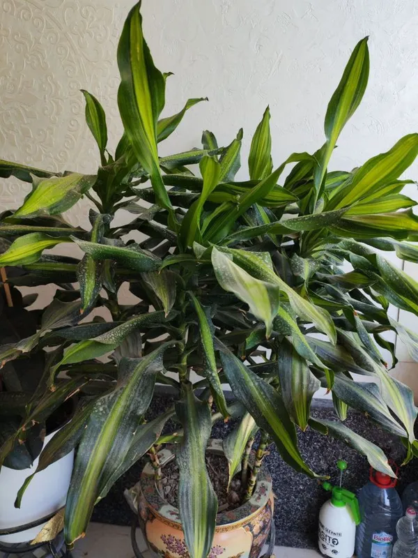 Gullar sotiladi. Hammasi sog’lom. — фото 1