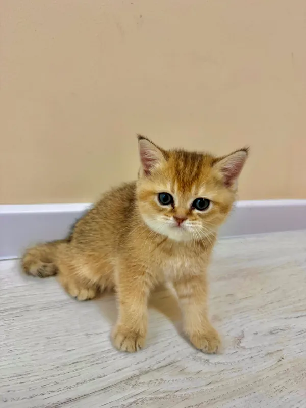 Продаются котята породы Голд Шиншила (Gold shinshila) 3 Продаются котята породы Голд Шиншила (Gold shinshila) 3