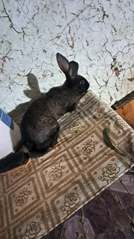 зоти тоза веси хам кориниши хам жойида соглом 8 зоти тоза веси хам кориниши хам жойида соглом 8