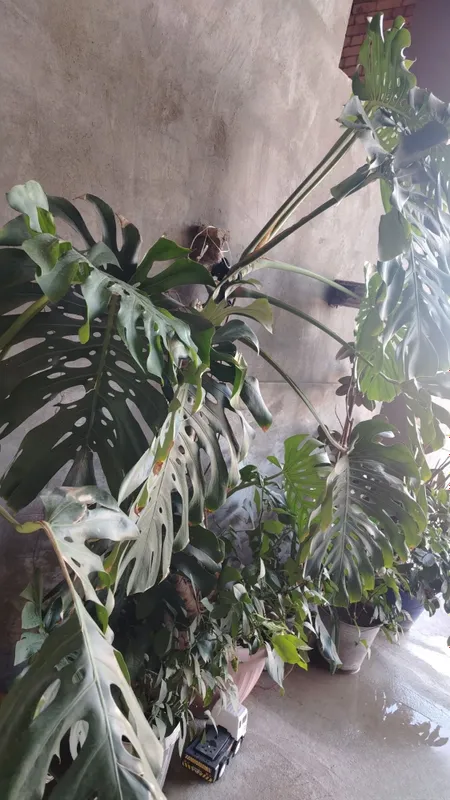 Monstera xona o'simligi sotiladi 2 Monstera xona o'simligi sotiladi 2