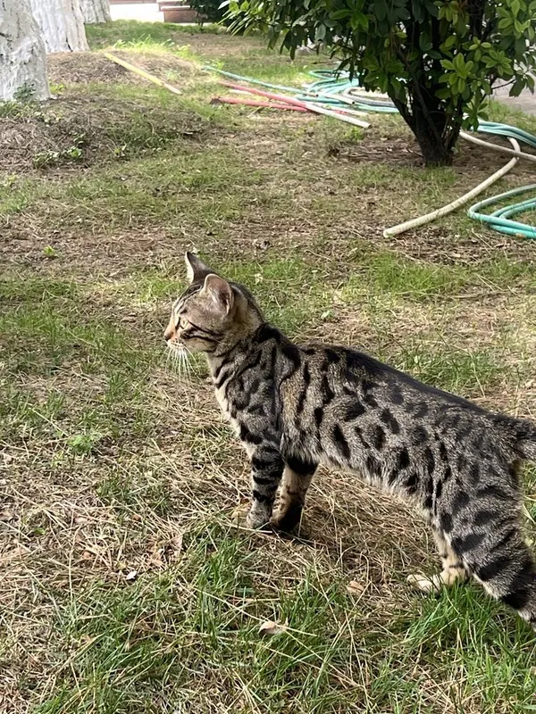 Бенгальская кошка — фото 3