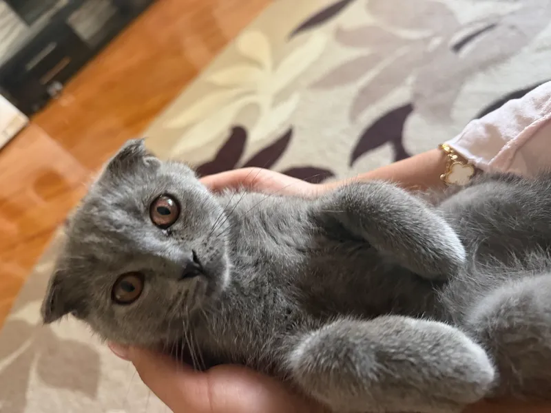 Sof zotli Scottish Fold va Scottish Straight mushukchalari 5