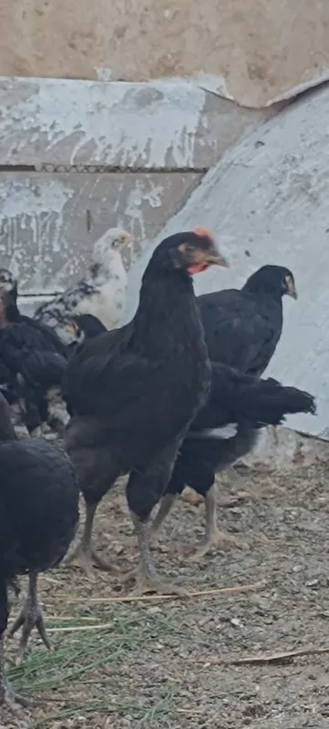 "Qora shaxzoda" joʻjalari,arzon narxda 2-3 oylik 6 "Qora shaxzoda" joʻjalari,arzon narxda 2-3 oylik 6